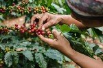 Organic Coffee Sampler Pack - 6 Whole Bean Bags
