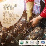 LRLA Organic Mushroom Coffee - Special Edition 35 Servings