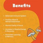 Melting Forest Mushroom Coffee - Energy & Focus