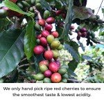 COHFFEE: Adaptogenic Mushroom Coffee from Puerto Rico, 10oz