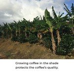 COHFFEE: Adaptogenic Mushroom Coffee from Puerto Rico, 10oz