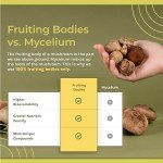 Sacred 7 Mushroom Coffee Extract Powder, 2oz