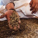 100% Kona Medium Roast Mushroom Coffee - 1 lb