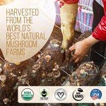 Organic Decaf Mushroom Coffee with 7 Superfoods