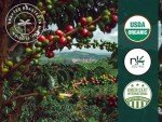 Organic Mushroom Coffee Pods for Nespresso Machines