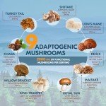 10-in-1 Mushroom Coffee for Focus & Wellness