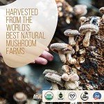 La Republica Organic Instant Mushroom Coffee 10-Pack