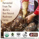 Organic Mushroom Coffee Blend - 35 Servings