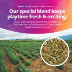 SmartyKat Kolossal Karrot Plush Catnip Toy