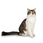 Premium Crystal Cat Litter, Original Scent, 2-Pack