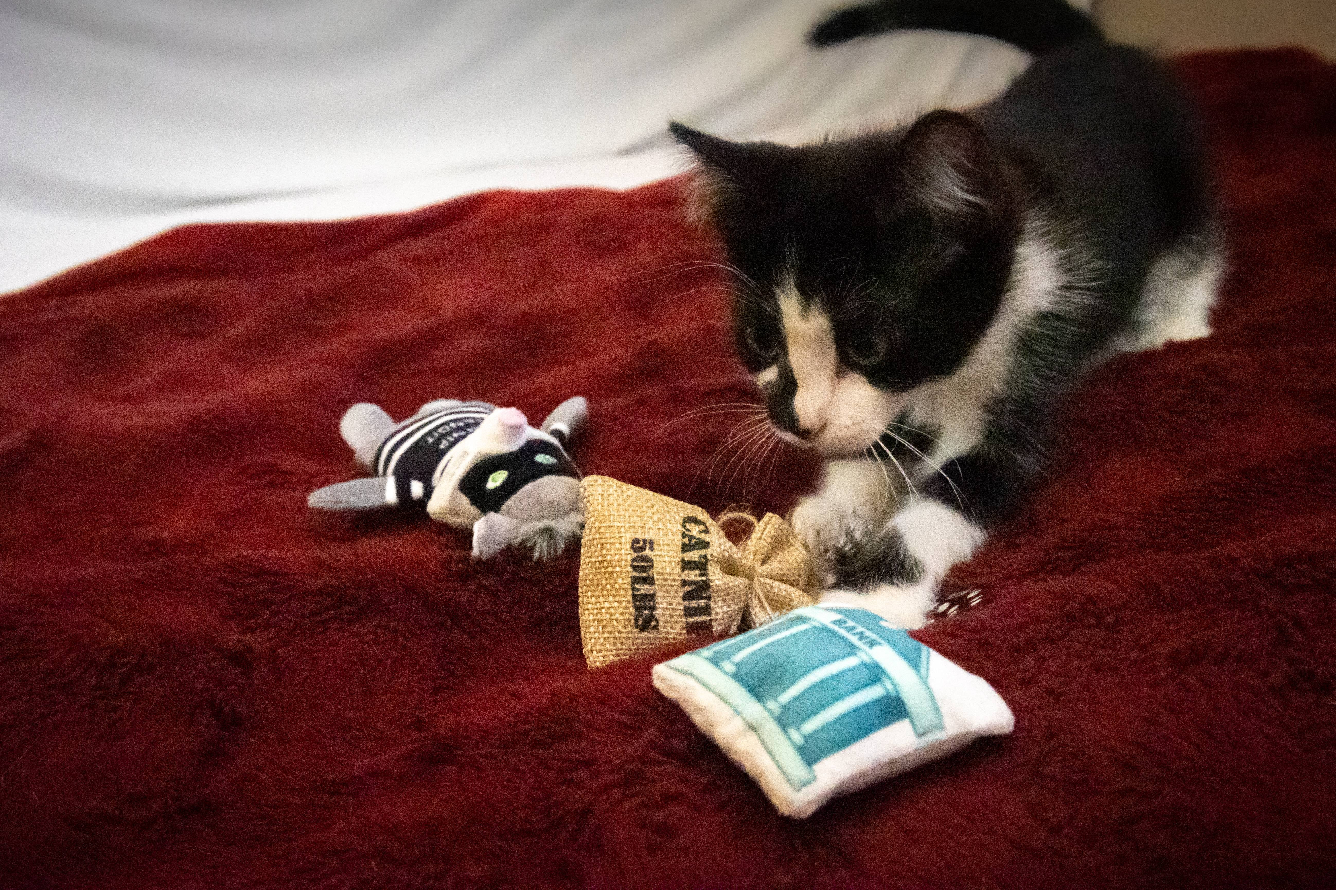 Vibrant Life Catnip Bandit Cat Toy, 3 Pieces