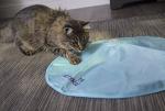 SmartyKat Hot Pursuit Cat Toy - Electronic Blue