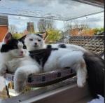 Window Catio - Custom Fit (24"-36")