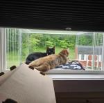 Window Catio - Custom Fit (24"-36")