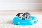 Fat Cat Crazy Circle Interactive Toy with Catnip