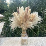 Dried Pampas Grass Set for Boho Home Decor