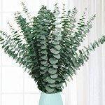 20 Natural Dried Eucalyptus Stems for Home Decor