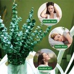 20 Natural Dried Eucalyptus Stems for Home Decor