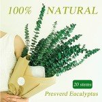 20 Natural Dried Eucalyptus Stems for Home Decor