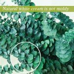 20 Natural Dried Eucalyptus Stems for Home Decor
