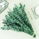 20 Natural Dried Eucalyptus Stems for Home Decor