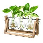 Ivolador Glass Bulb Vase with Wooden Stand