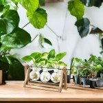 Ivolador Glass Bulb Vase with Wooden Stand