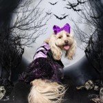Fitwarm Dog Halloween Witch Costumes, Funny Dog Clothes for Small Dogs Girl, Goth Pet Dress, Cat Outfit, Lightweight Velvet, Lavender Purple, Black, Medium