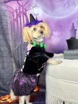 Fitwarm Dog Halloween Witch Costumes, Funny Dog Clothes for Small Dogs Girl, Goth Pet Dress, Cat Outfit, Lightweight Velvet, Lavender Purple, Black, Medium