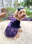 Fitwarm Dog Halloween Witch Costumes, Funny Dog Clothes for Small Dogs Girl, Goth Pet Dress, Cat Outfit, Lightweight Velvet, Lavender Purple, Black, Medium