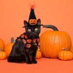 Abbylike 8 Pcs Cat Witch Halloween Costume Witch Hat and Tutu Collar with Bells for Cat Halloween Witch Pet Outfit Kitten Clothing for Small Puppy Halloween Party Pet Cosplay