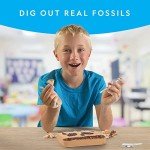 National Geographic Mega Fossil Dig Kit for Kids