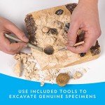 National Geographic Mega Fossil Dig Kit for Kids