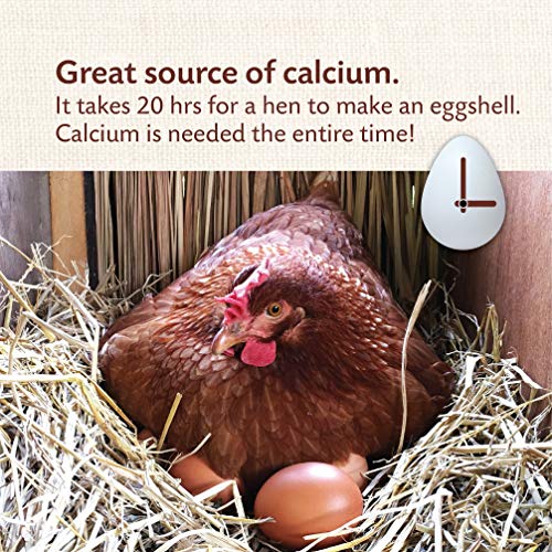 Oyster Shell Calcium Supplement for Laying Chickens - 5 lbs