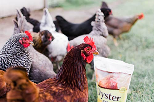 Oyster Shell Calcium Supplement for Laying Chickens - 5 lbs
