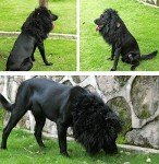 Lion Mane Wig for Dogs with Ears
