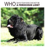 Lion Mane Wig for Dogs with Ears