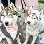 Formal Dog Tuxedo Suit with Bow Tie Set