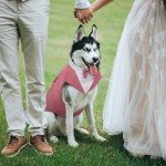 Dog Tuxedo Suit and Bandana Set for Weddings