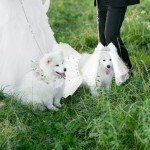Pup Wedding Dress with Crown and Tutu Set