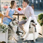 Pup Wedding Dress with Crown and Tutu Set