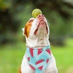 Hawaii Dog Bandana Set - 4 Pack for Summer