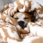 Kashwere Heavenly Soft Throw Blanket (Stone/Creme, Damask Pattern, Size 52" x 70") Luxury Plush Throw - Warm & Cozy Ultra Soft Blanket for Bed or Sofa