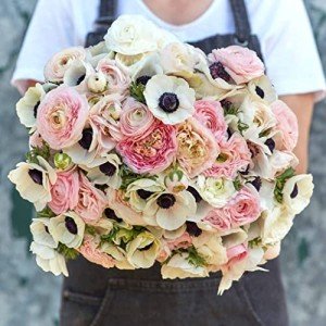 Anemone & Ranunculus - Paris in Spring Collection - 20 Bulbs - Mixed Flower Bulbs, Corm Attracts Bees, Attracts Butterflies, Attracts Pollinators, Easy to Grow & Maintain, Fast Growing, Container