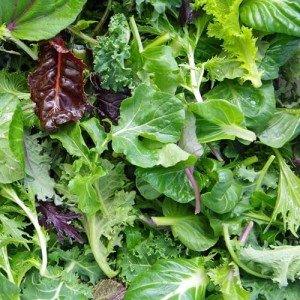 Eden Brothers Lettuce Seeds (Organic) - Mesclun Mix Non-GMO Seeds for Planting, Packet | Low-Maintenance Vegetable Seeds, Plant During Warm Season, Zones 2, 3, 4, 5, 6, 7, 8, 9, 10