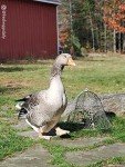 Gardener's Supply Company Sturdy Chicken Wire Cloche Plant Protector & Cover | Sturdy Metal Cage Garden Protection for Your Plants and Seedlings | No Assembly Required - 16" in Diameter x 12-1/2" H