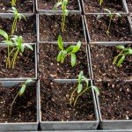 Gardener's Supply Company Self-Watering Galvanized Seed Starting Tray, 24 Cell