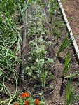 Gardener’s Supply Company Chicken Wire Cloche Garden Plot Plants Cover Protector | Sturdy Arch Metal Tunnel Cage Flowerbeds and Seedlings Garden Protection from Wild Animals | (3-in-1 Set) Extra Large