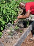 Gardener's Supply Company Sturdy Chicken Wire Cloche Plant Protector & Cover | Sturdy Metal Cage Garden Protection for Your Plants, Seedlings & Flowerbeds - (Cloche and Extension Set)