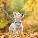 EXPAWLORER Dog Collar and Leash Set - Embroidery Pawprints Plaid Dog Collar and Dog Leash Set, Bow Tie and Bandana Dog Collar, Adorable Collar and Leash for Dogs Cats Outdoor Walking, Blue M